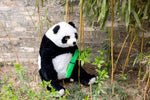 Nounours Géant</br>Peluche Panda "Bambou"