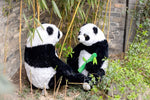 enorme Peluche Panda Bambou